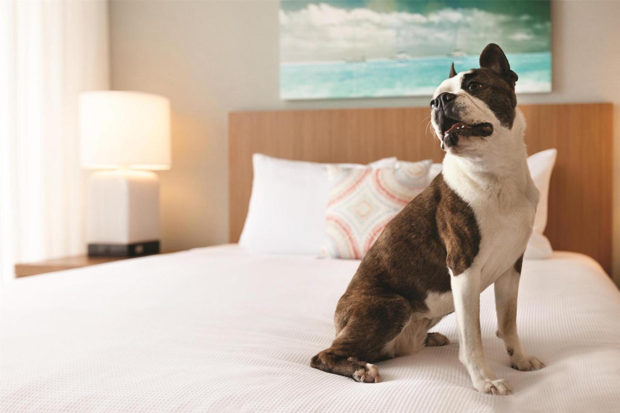 Hyatt House Virginia Beach / Oceanfront Экстерьер фото